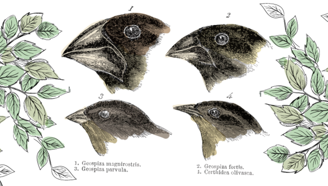 La teoria de la evolucion