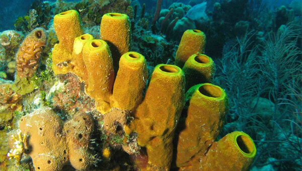 PORIFEROS O ESPONJAS