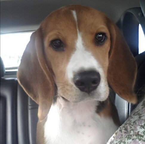 J'ai eu mon chien Max