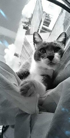 mi primer mascota ( 2010)