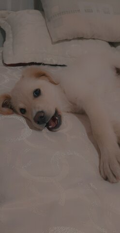 adopcion de mi segunda mascota ( 2021)