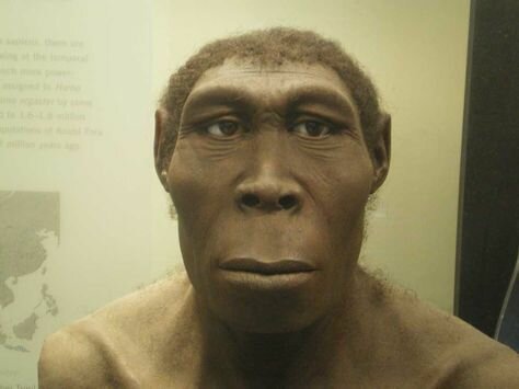 Homo erectus