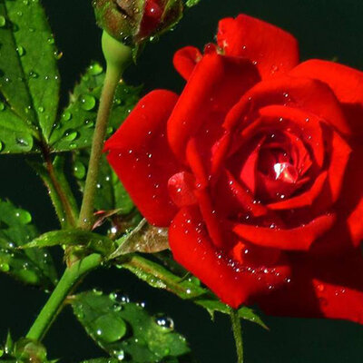 Timeline: la vida de Lilia