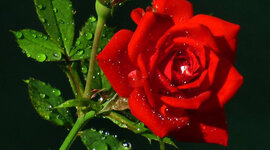 Timeline: la vida de Lilia