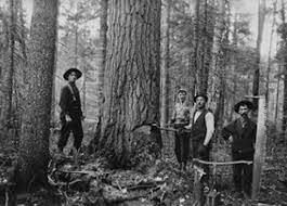 L'industrie forestiere