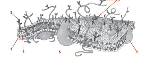 Compartimiento, metabolismo y replicación