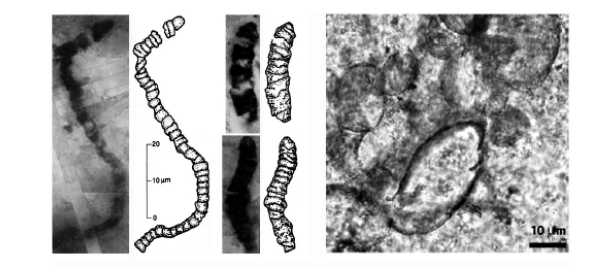 Las primeras células