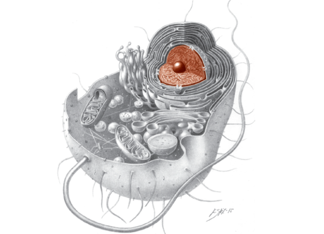 Origen y evolución de los eucariotas