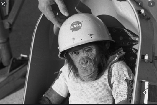space monkey