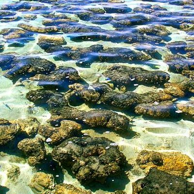 Timeline: El origen de la vida