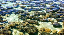 Timeline: El origen de la vida