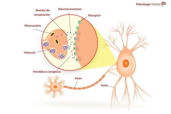 Neurotransmisores como sustancias
