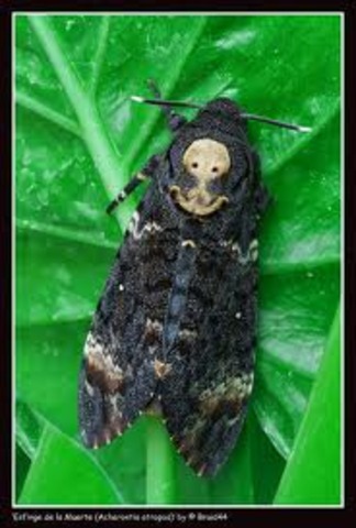 Empresa "Años y Días" y  su logotipo se componía de una esfinge y una mariposa