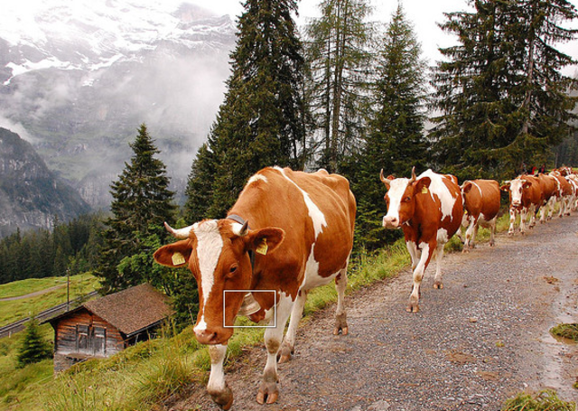Cattle reintroduced in alpine national parls