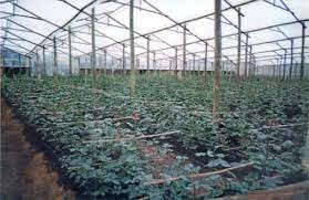 Surgimiento de la Industria de las Rosas en Ecuador