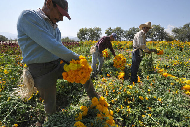 Cultivador Comercial