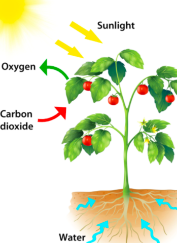 Photosynthesis
