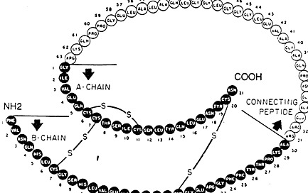 Structure of insulin