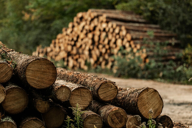 Le Développement Forestier