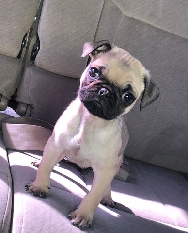 FALLECIMIENTO DE MI BEBE(MI GORDITO)