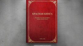 Timeline: Красная книга