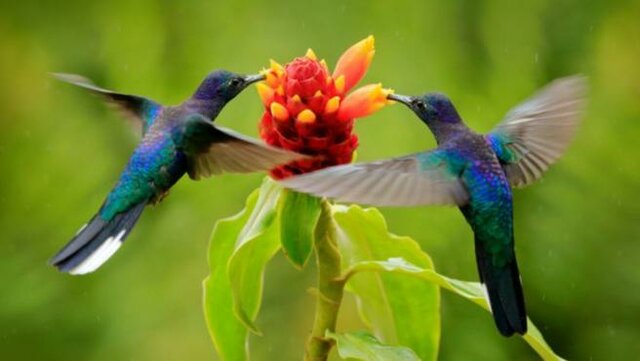 Creación de Historia natural y antiguedades