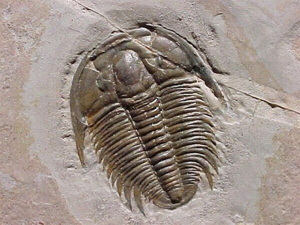 Evidencias paleontológicas: fósiles