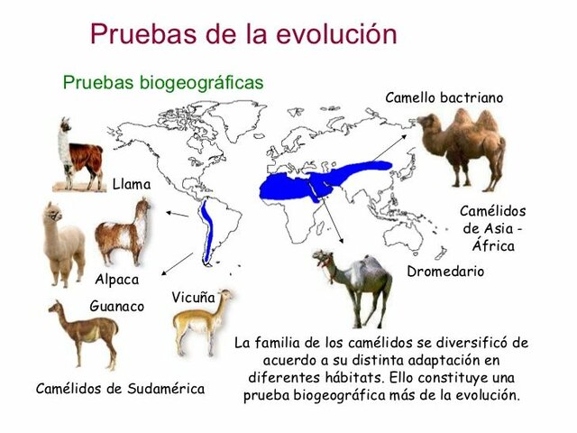 Evidencias biogeográficas
