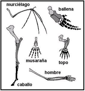 Evidencias de anatomía y embriología comparada