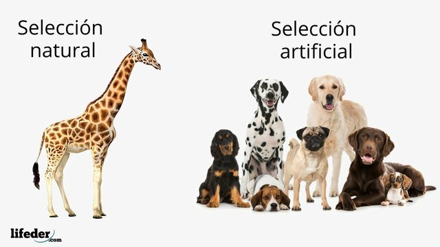 Causas y objetivos de la evolución por selección natural y artificial
