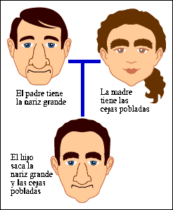 Flujo de genes como fuente de variabilidad genética