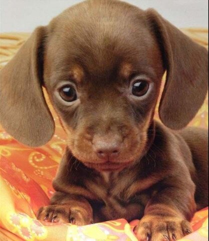 they bought me a puppy