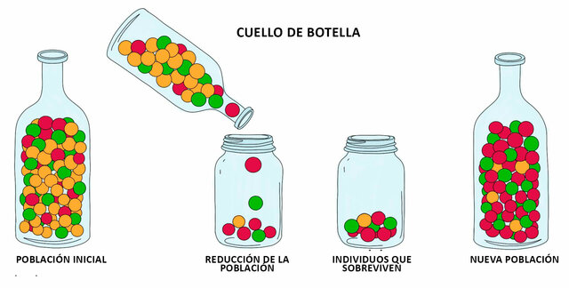 Deriva génica como fuente de variabilidad genética