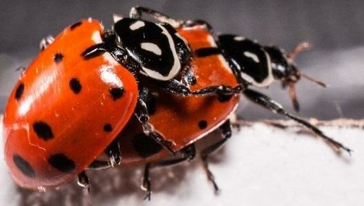 Apareamiento no aleatorio como fuente de variabilidad genética