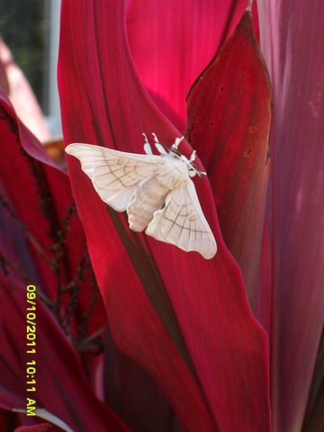 Adult Moth