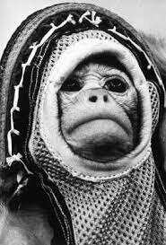 Space monkey
