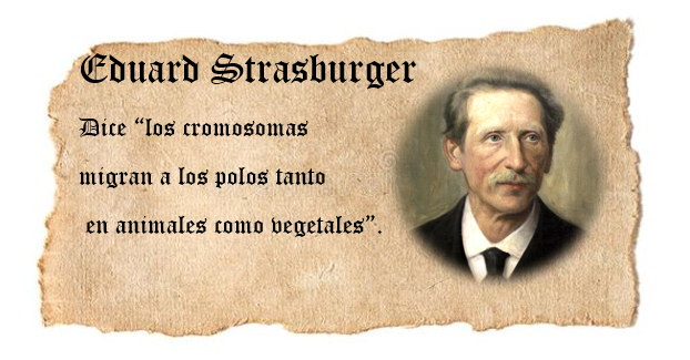 EDUARD STRASBURGER