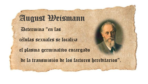 AUGUST WEISMANN