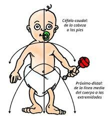 Ley Próximo-Distal: