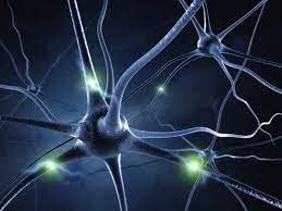 Sinapsis "Conexión entre neuronas".