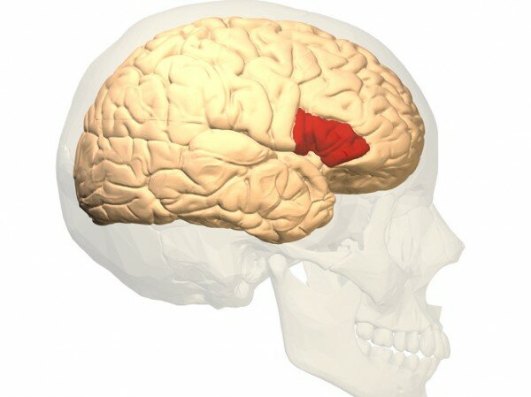 Área de Broca.