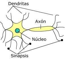Dentrita y axón.