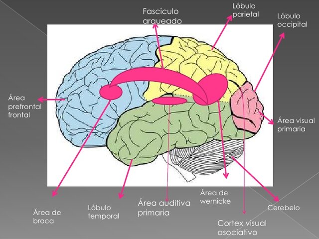 Fisiología del lenguaje.