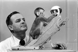 Experimento en monos