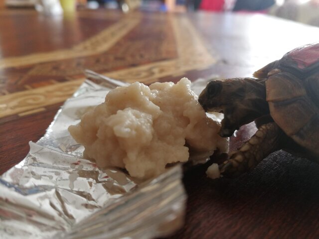 Vaig tenir una tortuga :3