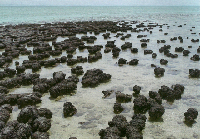 Estromatolitos - actividad de cioabacterias -
