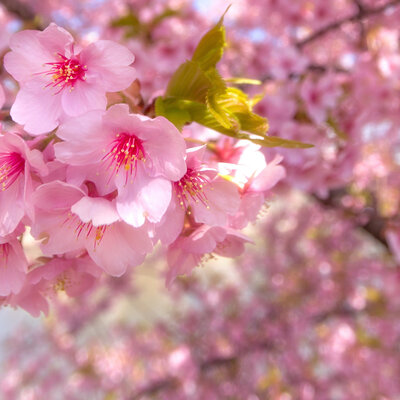 Timeline: Моя жизнь