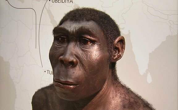 Teoría de evolución del hombre (Homo erectus)