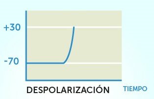 Comienza la despolarización