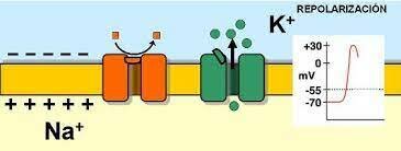 Comienza la repolarización